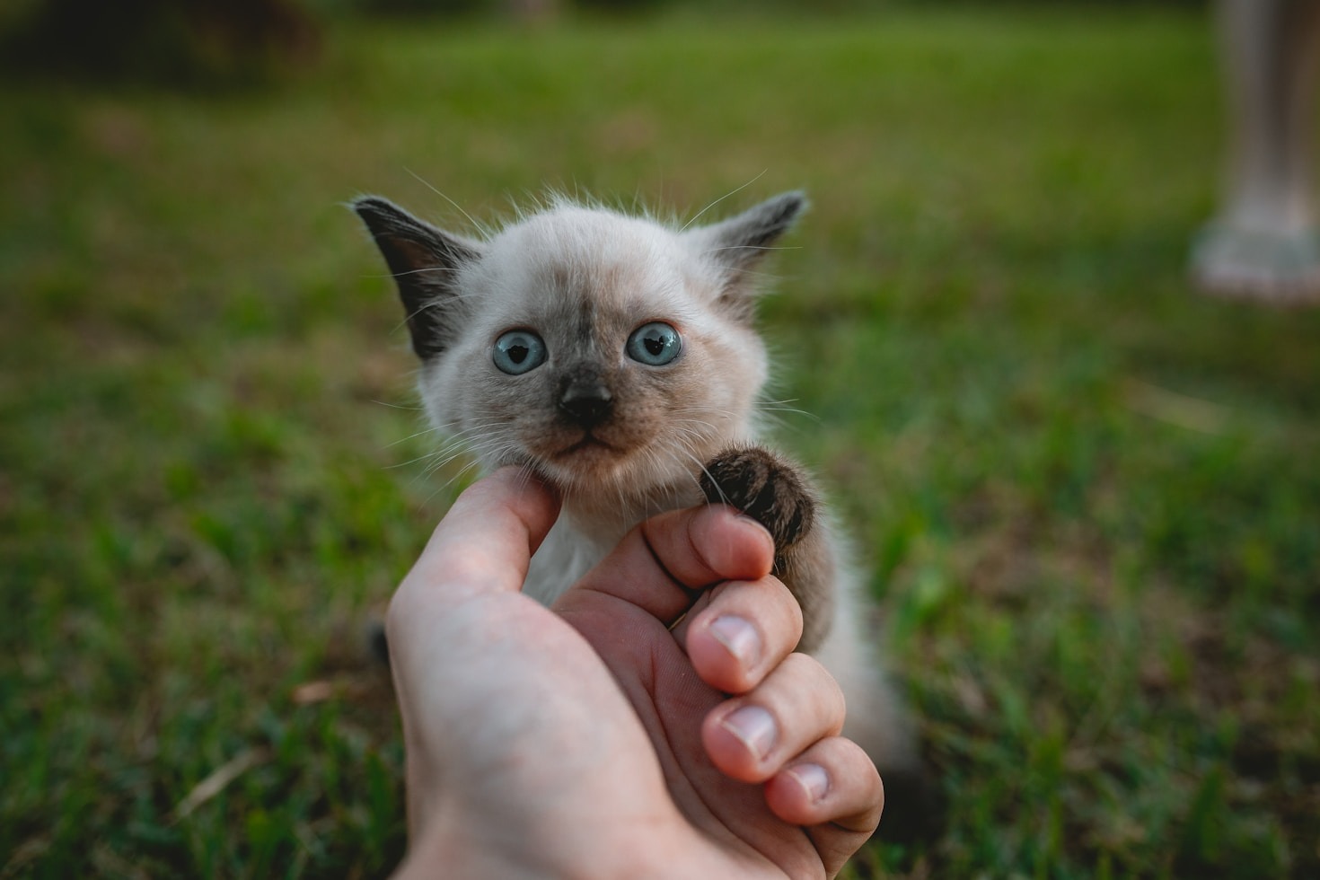 Building a Stronger Bond with Your Cat