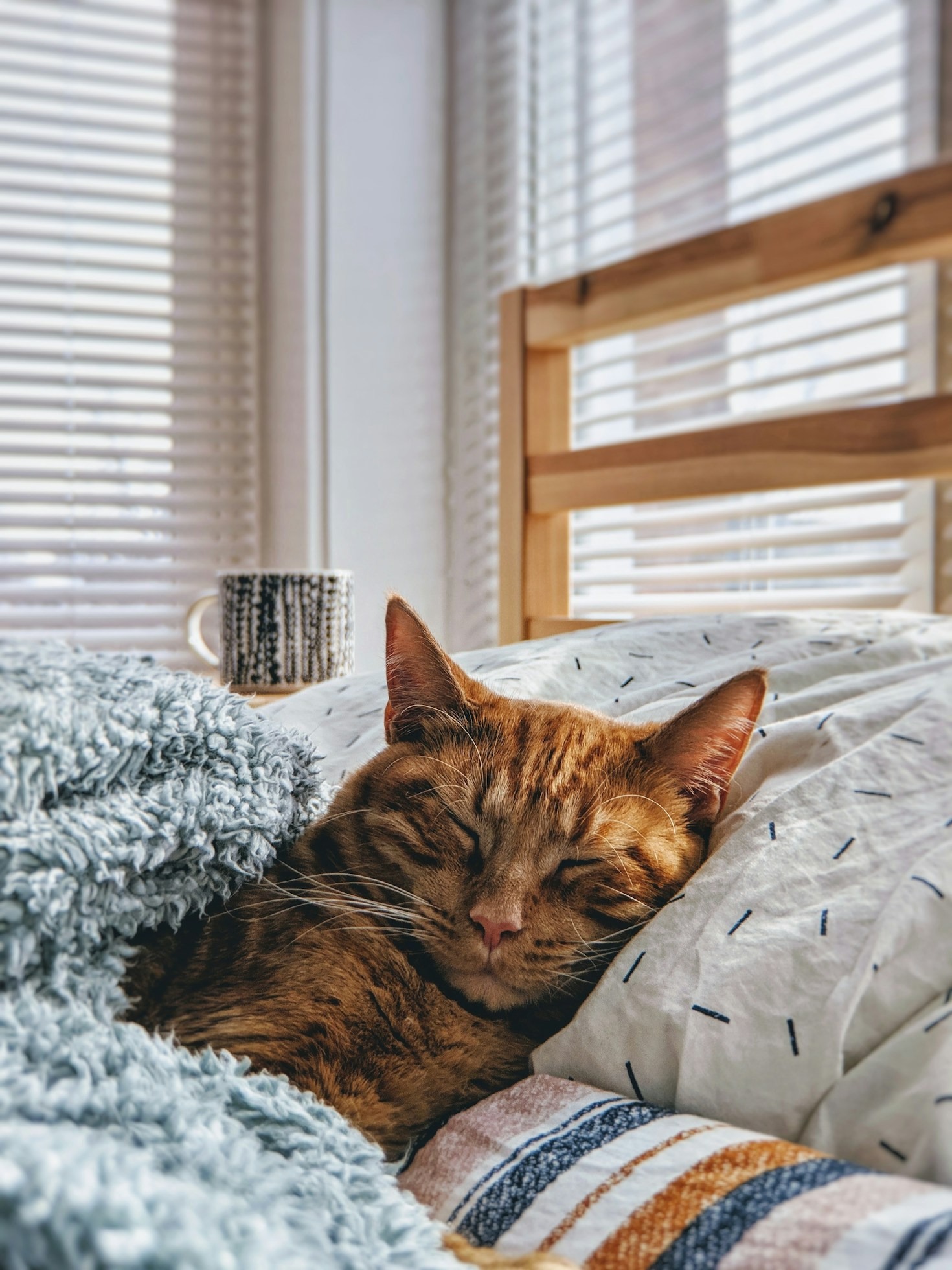 Common Myths About Cats Debunked