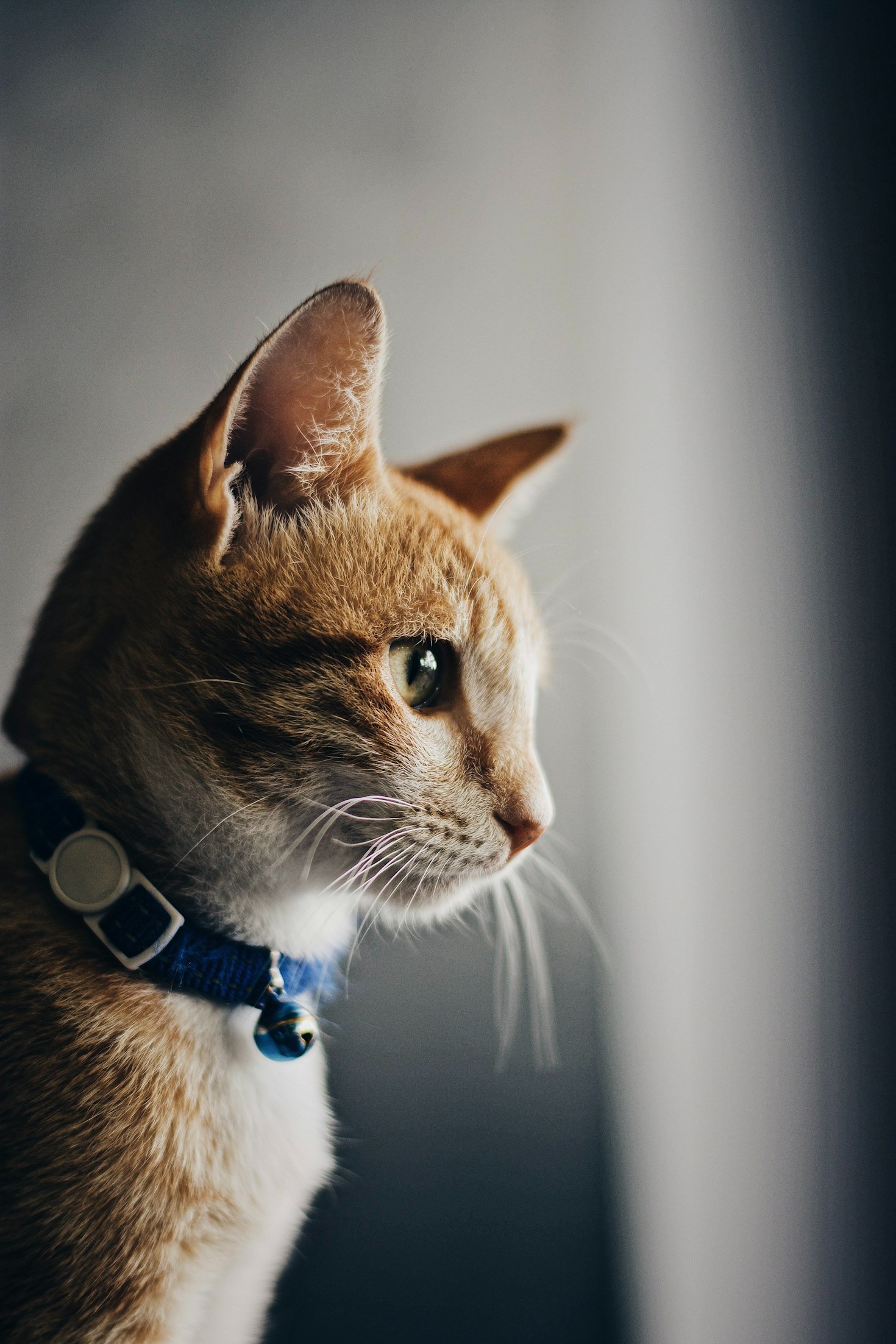 Essential Grooming Tips for Cat Owners
