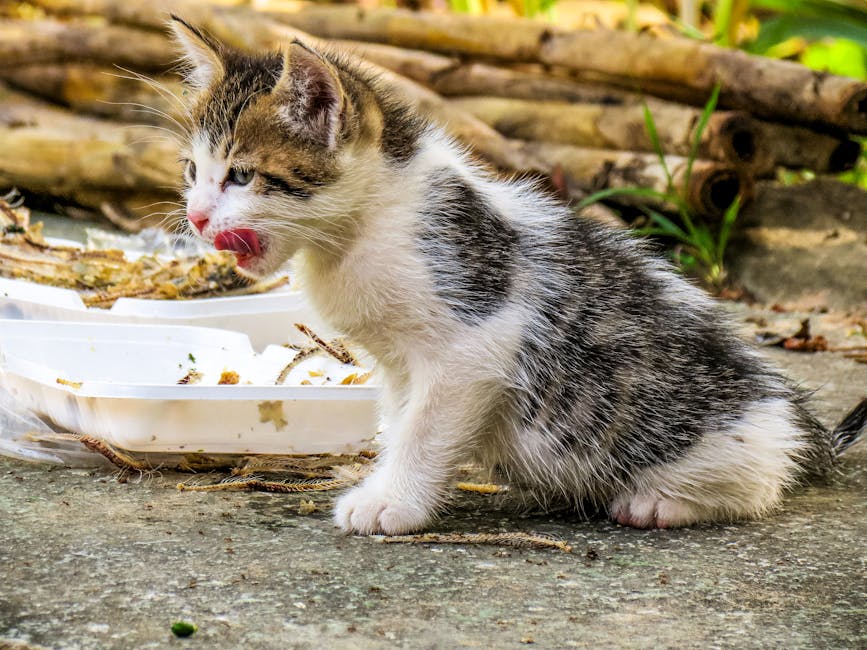 Adorable kitten licking lips while eating outdoors on a warm summer day. Perfect for pet and animal themes.